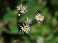 Robin's Plantain Fleabane